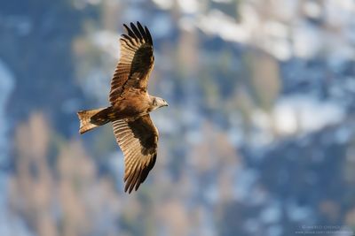 Black Kite - Nibbio bruno (Milvus migrans)