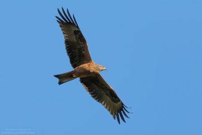 Black Kite - Nibbio bruno (Milvus migrans)