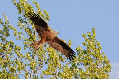 Black Kite - Nibbio bruno (Milvus migrans)