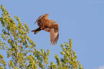 Black Kite - Nibbio bruno (Milvus migrans)