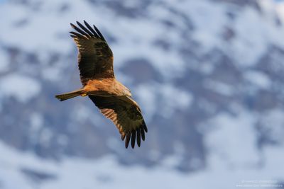 Black Kite - Nibbio bruno (Milvus migrans)