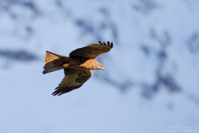 Black Kite - Nibbio bruno (Milvus migrans)