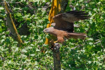 Black Kite - Nibbio bruno (Milvus migrans)