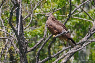 Black Kite - Nibbio bruno (Milvus migrans)