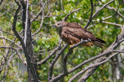 Black Kite - Nibbio bruno (Milvus migrans)