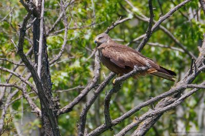 Black Kite - Nibbio bruno (Milvus migrans)