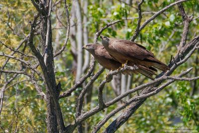 Black Kite - Nibbio bruno (Milvus migrans)