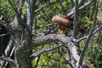 Black Kite - Nibbio bruno (Milvus migrans)
