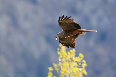 Black Kite - Nibbio bruno (Milvus migrans)