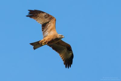Black Kite - Nibbio bruno (Milvus migrans)