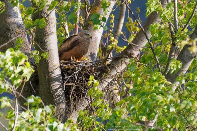 Black Kite - Nibbio bruno (Milvus migrans)