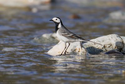 Ballerina bianca - White Wagtail (Motacilla alba)