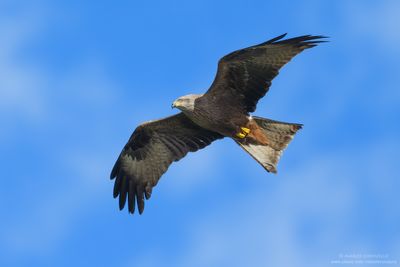 Black Kite - Nibbio bruno (Milvus migrans)