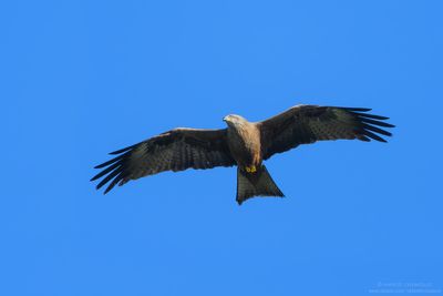 Black Kite - Nibbio bruno (Milvus migrans)