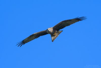 Black Kite - Nibbio bruno (Milvus migrans)