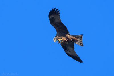 Black Kite - Nibbio bruno (Milvus migrans)