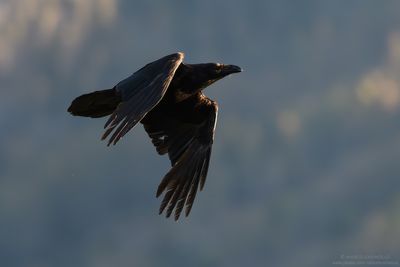 Raven - Corvo imperiale (Corvus corax)
