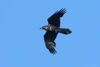 Raven - Corvo imperiale (Corvus corax)