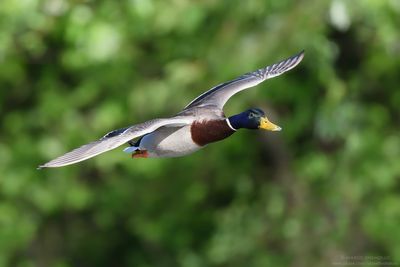 Mallard - Germano Reale (Anas platyrinchos)