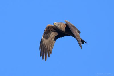 Black Kite - Nibbio bruno (Milvus migrans)