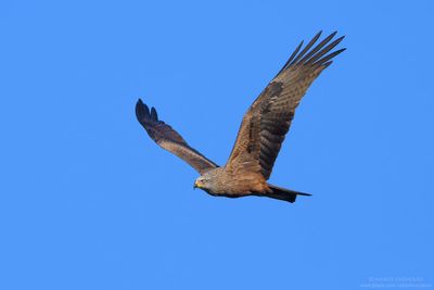 Black Kite - Nibbio bruno (Milvus migrans)