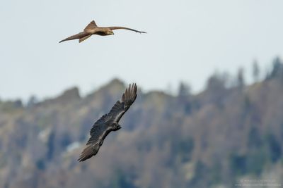 Black Kite - Nibbio bruno (Milvus migrans)