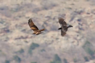 Black Kite - Nibbio bruno (Milvus migrans)