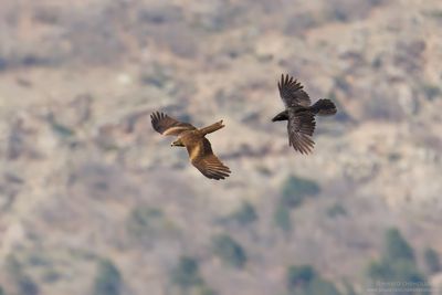 Black Kite - Nibbio bruno (Milvus migrans)