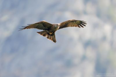 Black Kite - Nibbio bruno (Milvus migrans)