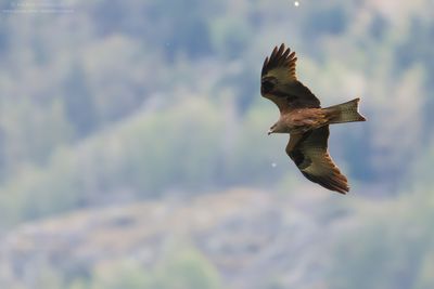 Black Kite - Nibbio bruno (Milvus migrans)