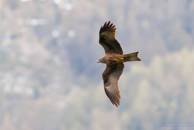 Black Kite - Nibbio bruno (Milvus migrans)