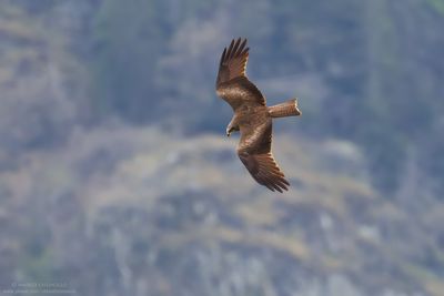 Milvus migrans