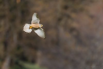 Kestrel - Gheppio (Falco tinnunculus)