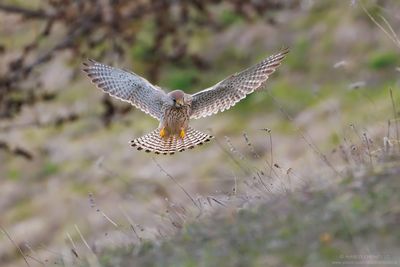 Kestrel - Gheppio (Falco tinnunculus)