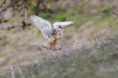 Kestrel - Gheppio (Falco tinnunculus)