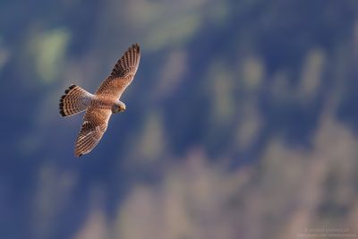 Falco tinnunculus