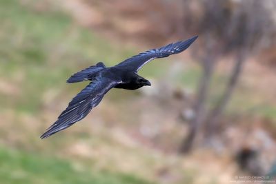 Corvus corax