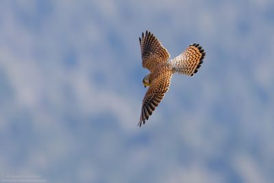 Kestrel - Gheppio (Falco tinnunculus)