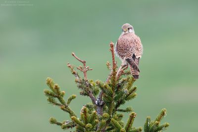 Kestrel - Gheppio (Falco tinnunculus)