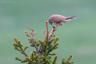 Kestrel - Gheppio (Falco tinnunculus)