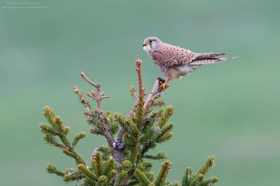 Falco tinnunculus