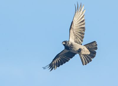 Bonte Kraai 7