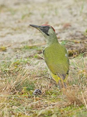 Groene Specht 3