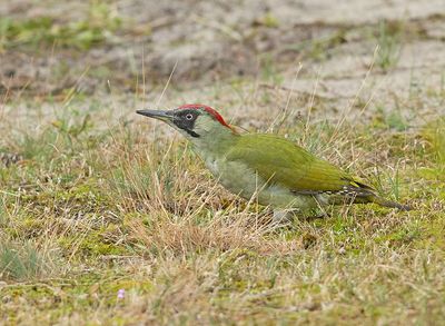 Groene Specht 4