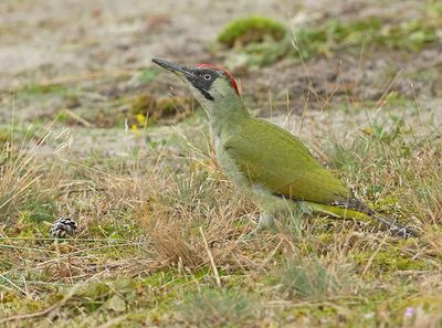 Groene Specht 5