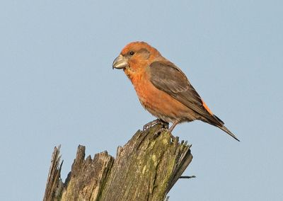 Grote Kruisbek 8