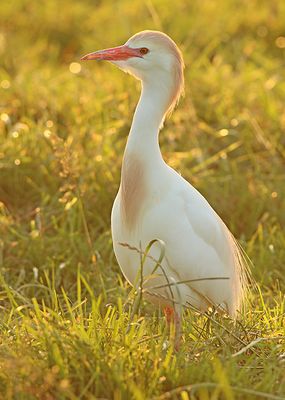 Koereiger