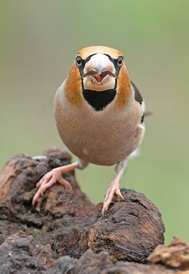 Appelvink frontal