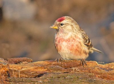 Grote Barmsijs 6