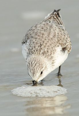 Drieteenstrandloper 13